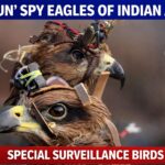 ARJUN Spy Eagles of Indian Army: Birds Trained to Destroy Enemy Drones